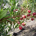 heteromeles arbutifolia